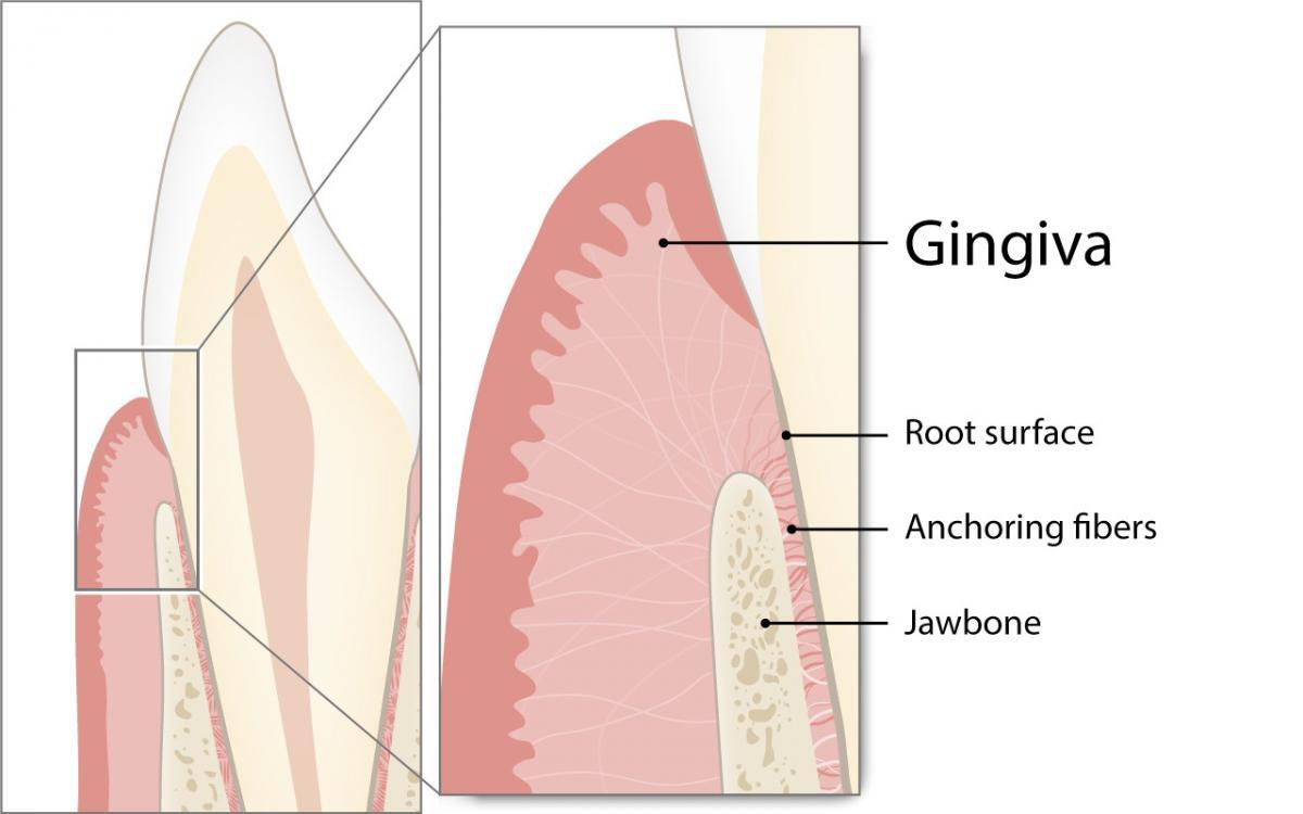 What is the gingiva?